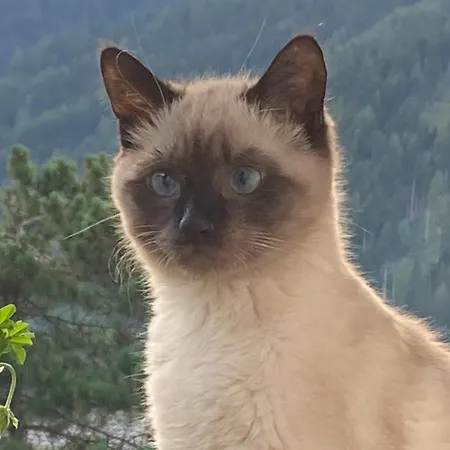 Haas Maria شقة نيوستيف ام ستوبيتا