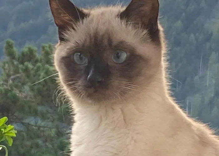 Haas Maria 아파트 노이스티프트임스튀바이탈