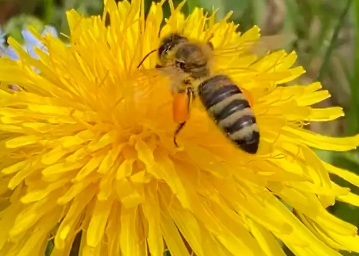 Haas Maria 노이스티프트임스튀바이탈