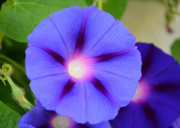 Apartment Haas Maria